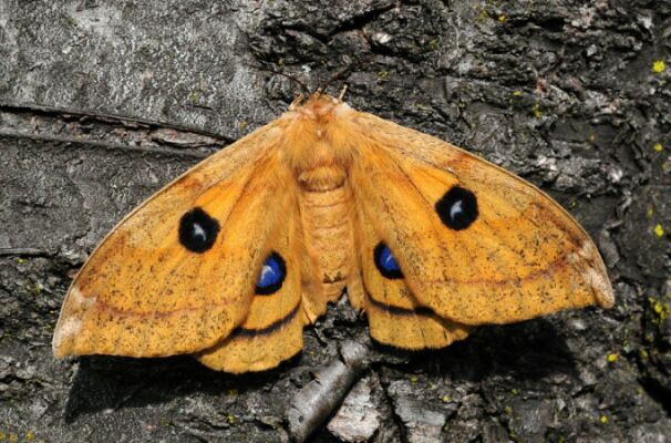 Saturniidae di Pogno